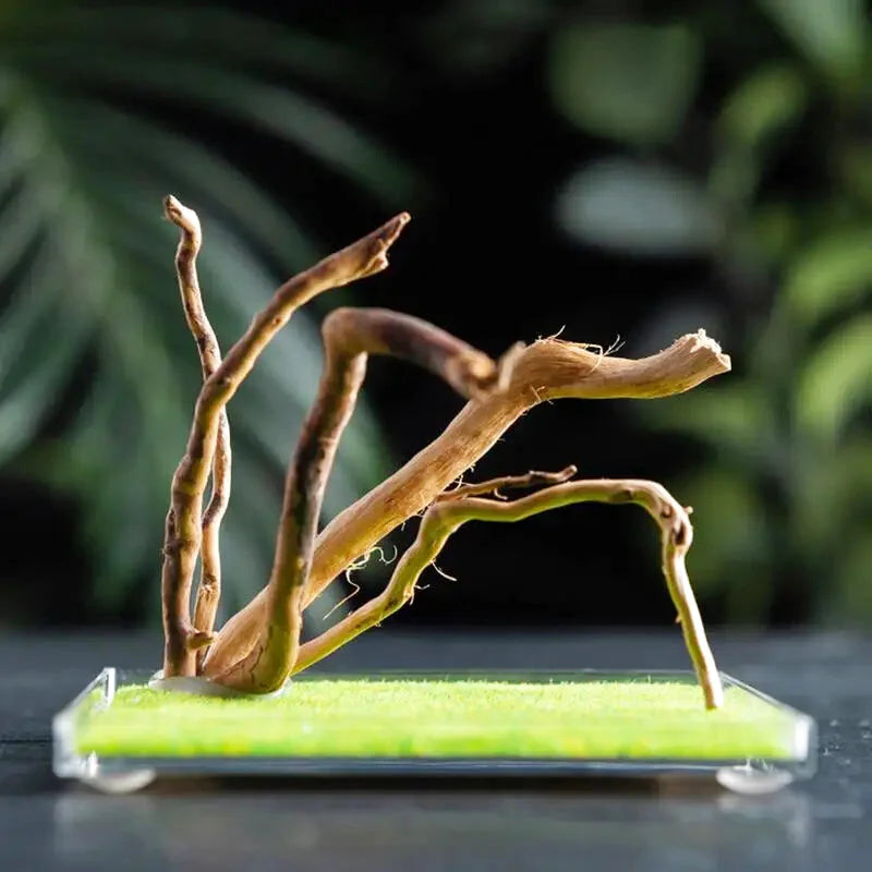 Boîte d'Élevage pour Reptiles et Insectes – Terrarium Acrylique Transparent