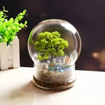 Terrarium Plante Sphérique Divisible Verre Borosilicate - VIVARIUM PRO