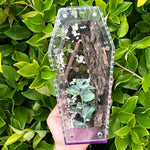 Terrarium Acrylique 360 Degrés