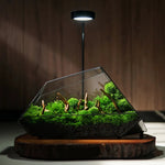 Terrarium Plante Microscopique Verre Métal Design Moderne - VIVARIUM PRO