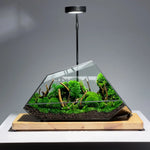 Terrarium Plante Microscopique Verre Métal Design Moderne - VIVARIUM PRO
