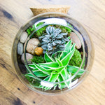 Terrarium Plante DIY en Verre avec Bouchon Liège - VIVARIUM PRO