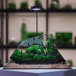 Terrarium Plante Microscopique Verre Métal Design Moderne - VIVARIUM PRO