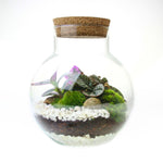Terrarium Plante DIY en Verre avec Bouchon Liège - VIVARIUM PRO