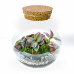 Terrarium Plante DIY en Verre avec Bouchon Liège - VIVARIUM PRO