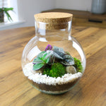 Terrarium Plante DIY en Verre avec Bouchon Liège - VIVARIUM PRO