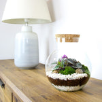 Terrarium Plante DIY en Verre avec Bouchon Liège - VIVARIUM PRO