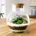 Terrarium Plante DIY en Verre avec Bouchon Liège - VIVARIUM PRO