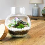 Terrarium Plante DIY en Verre avec Bouchon Liège - VIVARIUM PRO