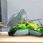 Terrarium Plante Microscopique Verre Métal Soudé Main - VIVARIUM PRO