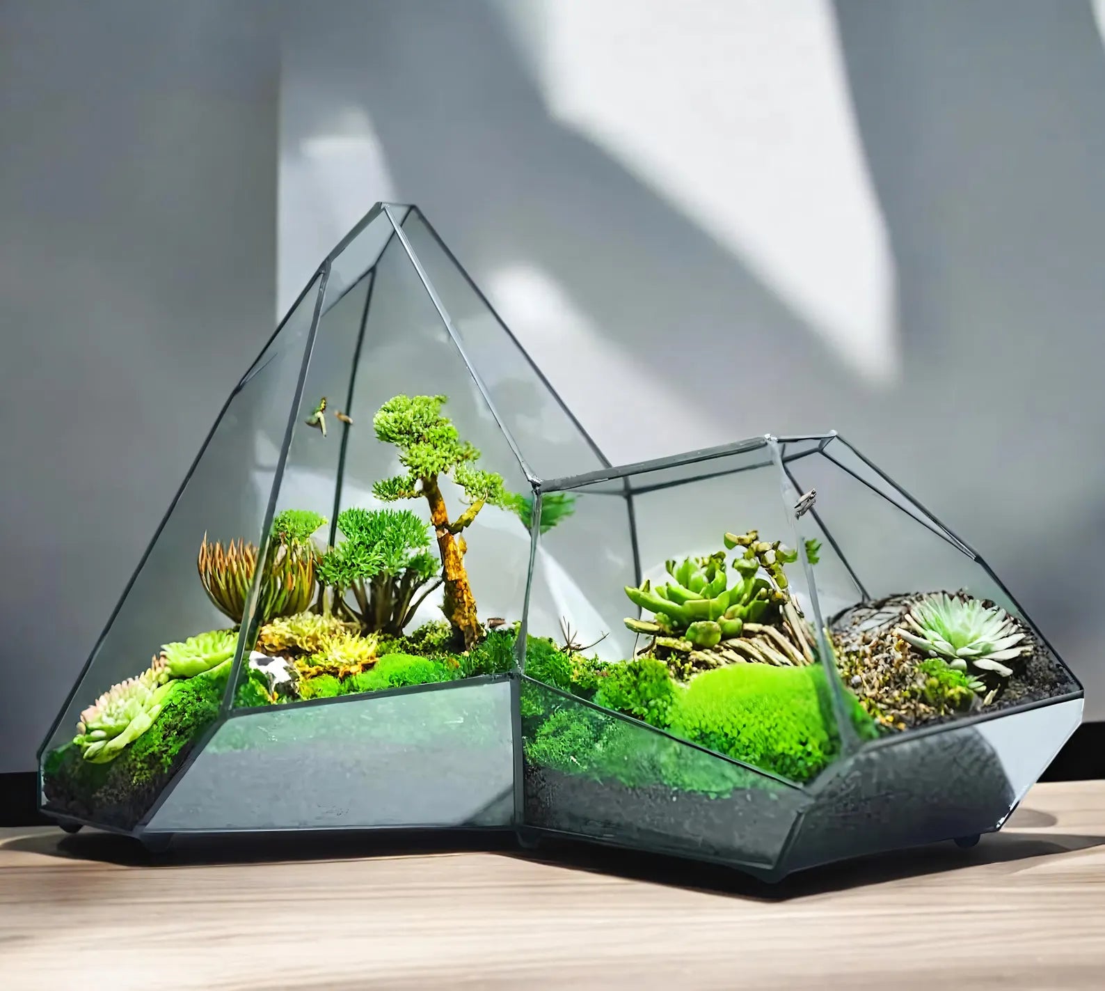 Terrarium Plante Microscopique Verre Métal Soudé Main - VIVARIUM PRO