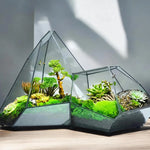 Terrarium Plante Microscopique Verre Métal Soudé Main - VIVARIUM PRO