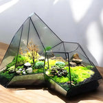 Terrarium Plante Microscopique Verre Métal Soudé Main - VIVARIUM PRO