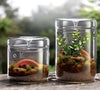 Terrarium Plante en Verre avec Couvercle Anti-Condensation - VIVARIUM PRO