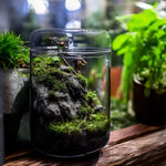 Terrarium Plante en Verre avec Couvercle Anti-Condensation - VIVARIUM PRO