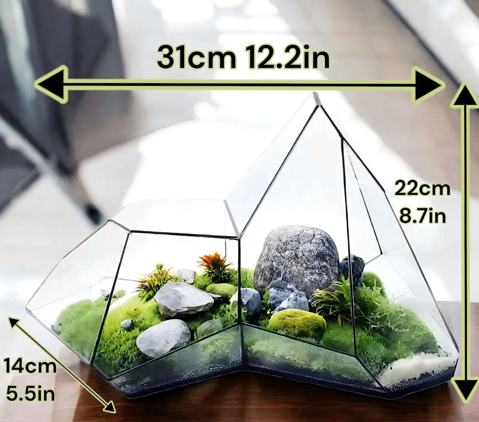 Terrarium Plante Microscopique Verre Métal Soudé Main - VIVARIUM PRO