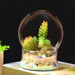 Terrarium Plante Sphérique Divisible Verre Borosilicate - VIVARIUM PRO