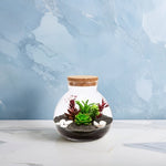 Terrarium Plante DIY en Verre avec Bouchon Liège - VIVARIUM PRO