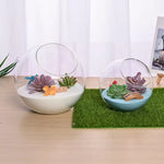 Terrarium Plante - Boules de Verre Borosilicate Transparent - VIVARIUM PRO
