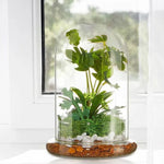 Terrarium Plante Cloche en Verre avec  Base - VIVARIUM PRO